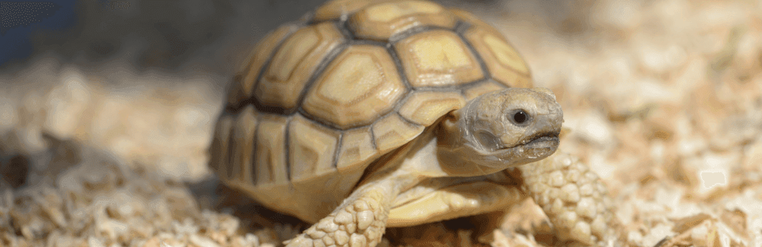 Comment choisir un enclos pour une tortue de terre ?