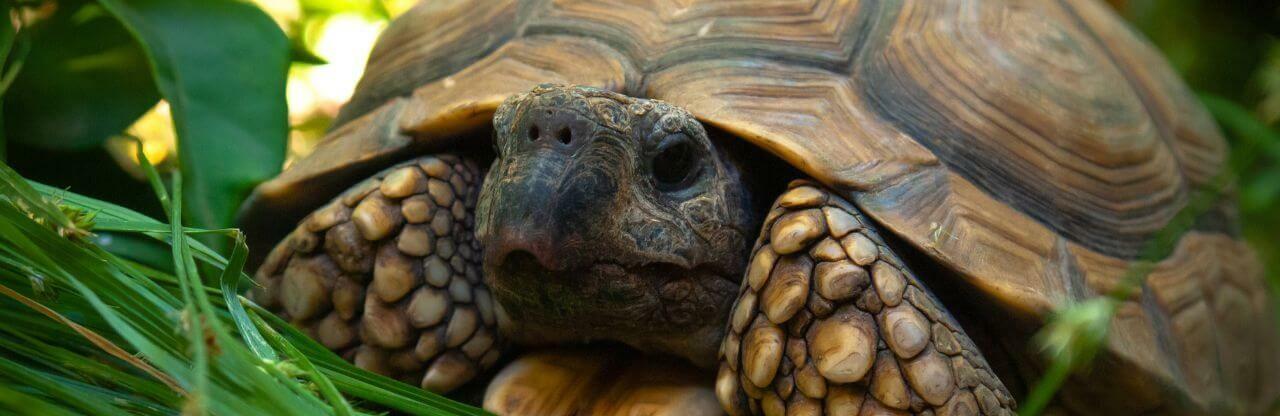 L'hibernation chez la tortue