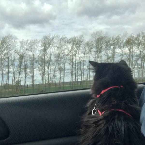 Mal des transports et chat stressé en voiture