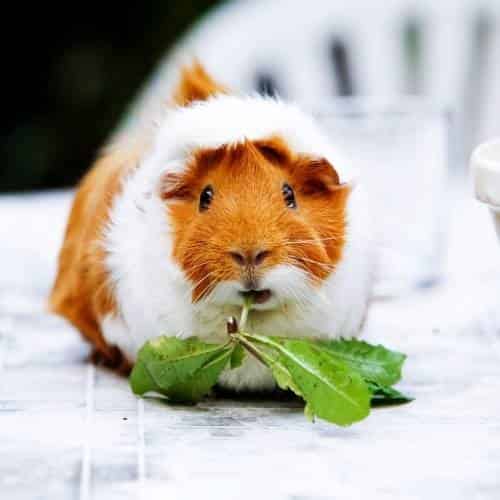 Mon cochon d