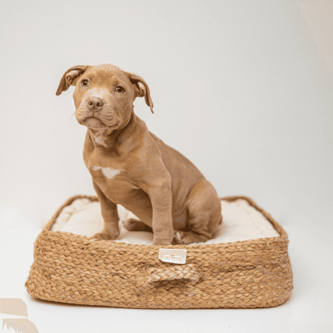 chiot sage