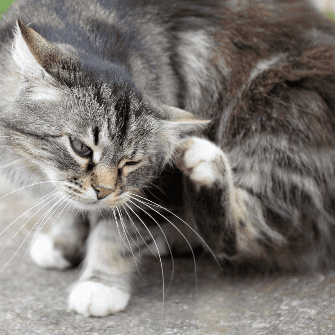Chat qui se gratte