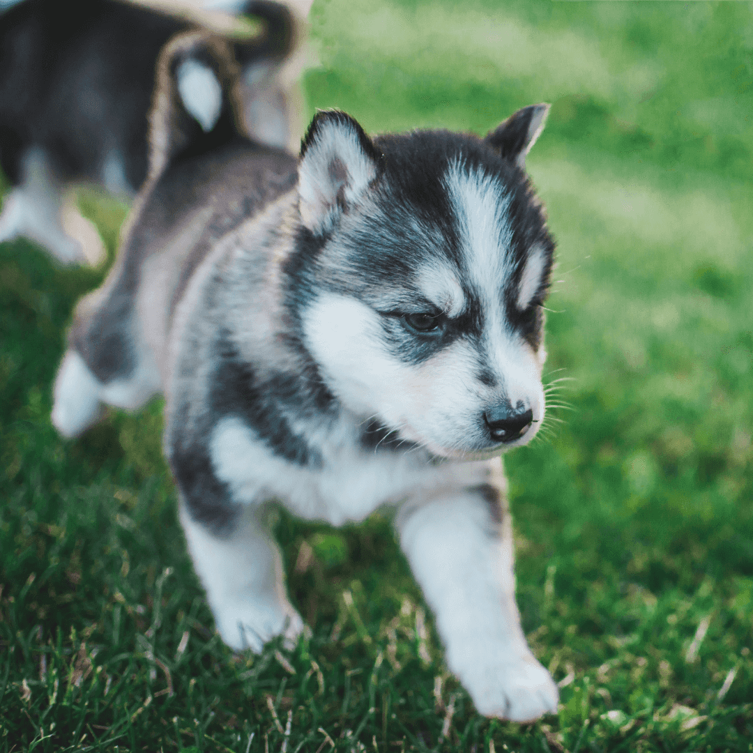 chiot heureux