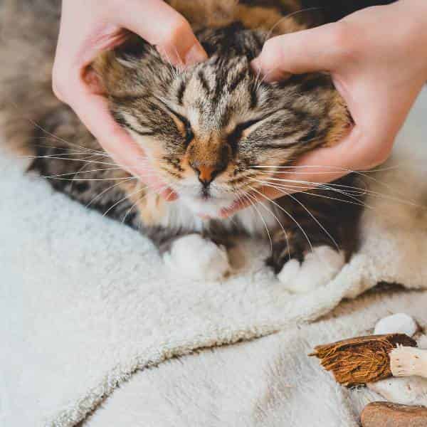 Conseils utiles pour réduire le stress du chat en voyage