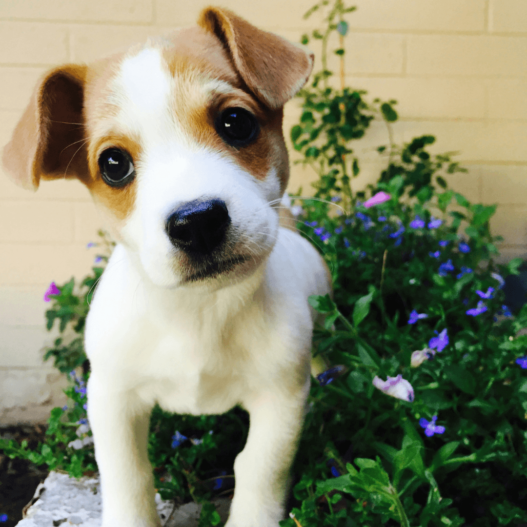 chiot éducation