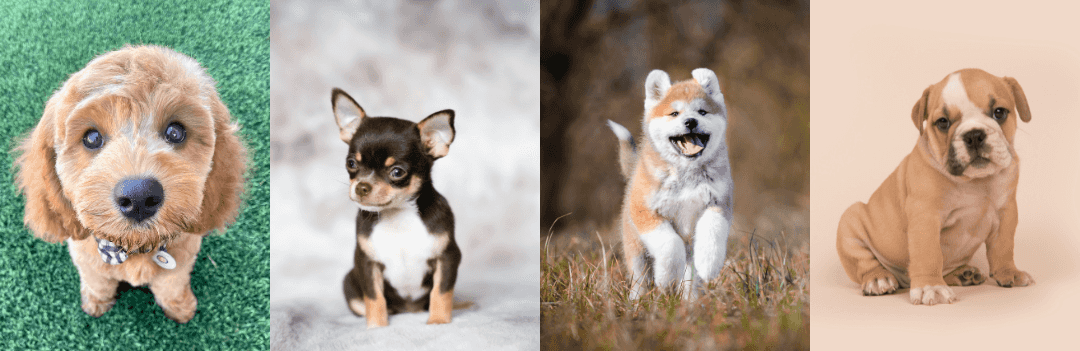 chiot mignon