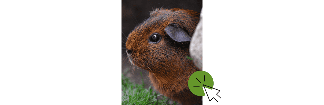 Habitat du cochon d'Inde et cobaye
