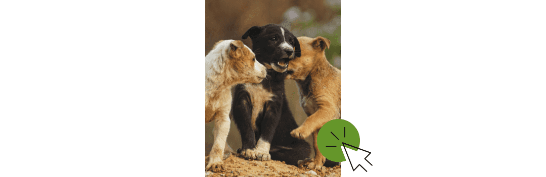 Spécial chiot