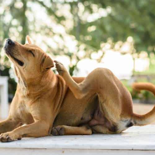 Mon chien pleure, que faire pour lui venir en aide