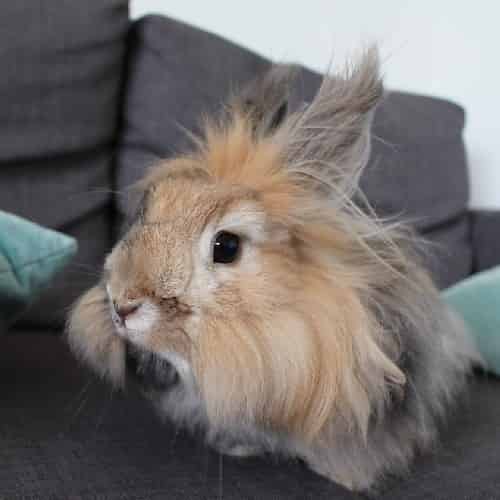 Lapin Nain Angora : tout savoir sur lui ! - Blog