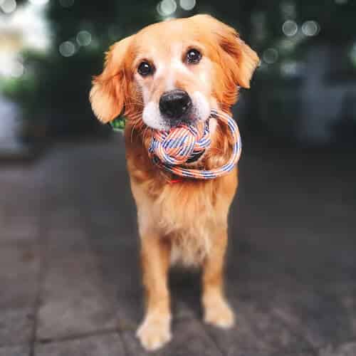 Virbac pour les chiens et les chats en bonne santé : une gamme de produits à découvrir