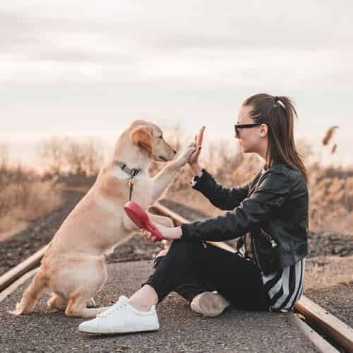 Certaines races de chiens sont prédisposées à l’arthrose