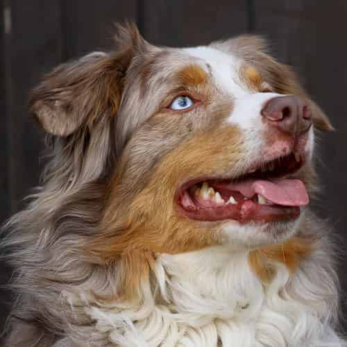 LOF 2021 : les races de chiens préférées des Français !