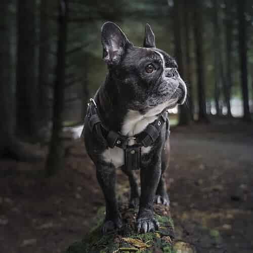 Bouledogue Français