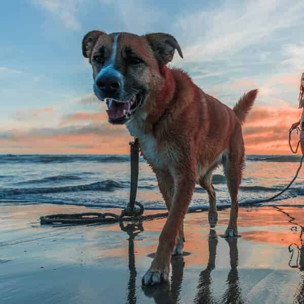 Comment savoir si mon chien a trop chaud ?