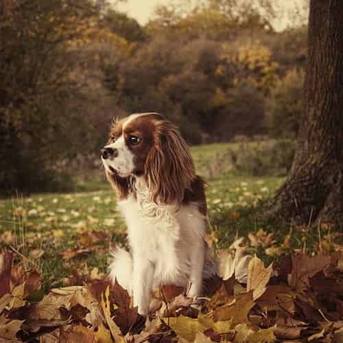 Cavalier King Charles