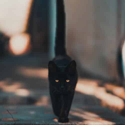 Tous nos conseils pour mettre un harnais à votre chat