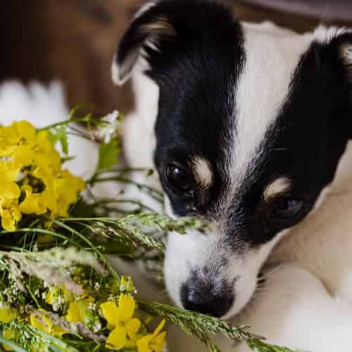 le muguet plante toxique pour le chien