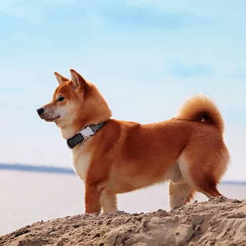 Shiba Inu