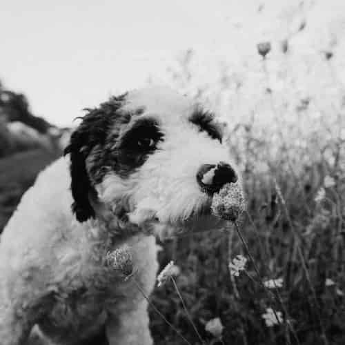 plante toxique pour le chien