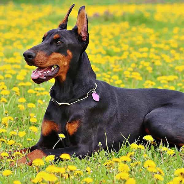 Le Dobermann