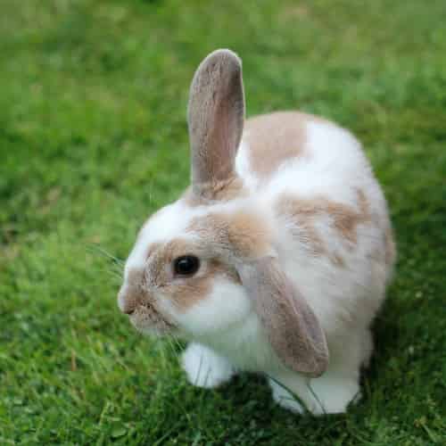 Covoiturage avec un lapin : les règles à appliquer - Ornikar