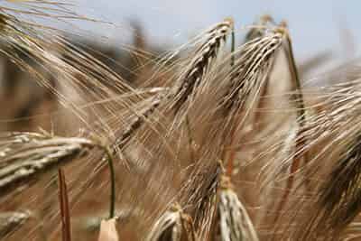 Le gluten désigne les protéines contenues dans certaines céréales