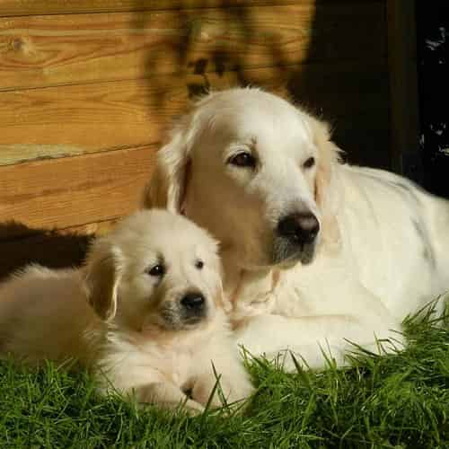 Golden Retriever