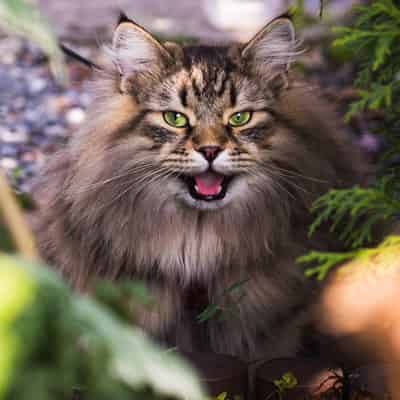 Pourquoi donner de l’herbe à chat ?