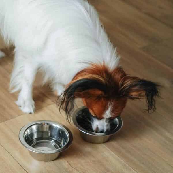 Stockez et conservez les croquettes de vos animaux en toute