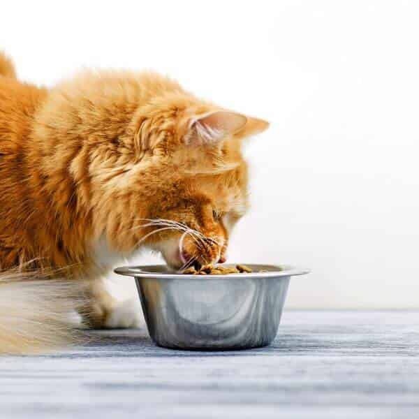 Estce que la nourriture pour chat est bonne pour les chiens ? Le blog des Animaux