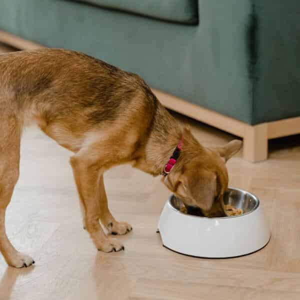Gamelle pour chien qui mange trop vite Le blog des Animaux