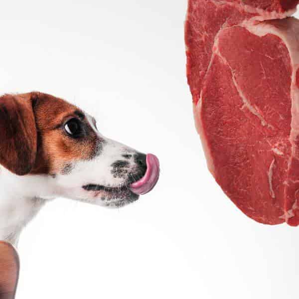 Viande pour petit chien Quelle quantité choisir ? Le blog des Animaux