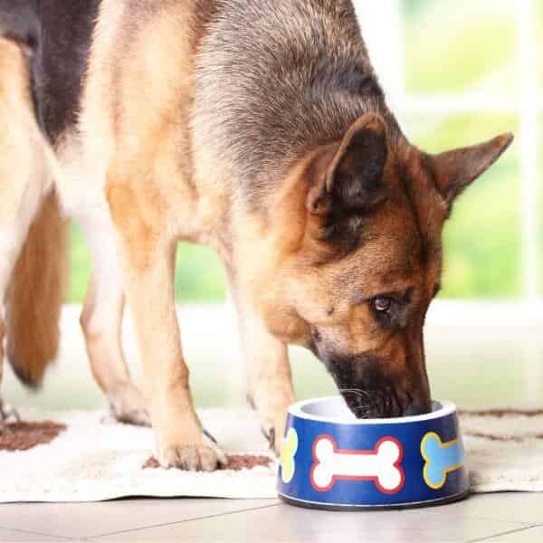 Donner de la nourriture humaine à un chien Le blog des Animaux