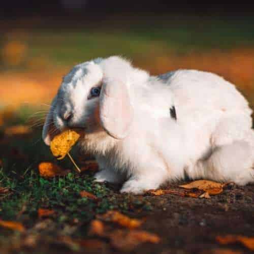 Combien de temps un lapin peut rester sans manger ? La Ferme Des Animaux