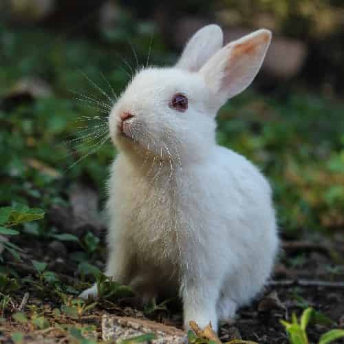 Quels jouets pour mon lapin nain ?