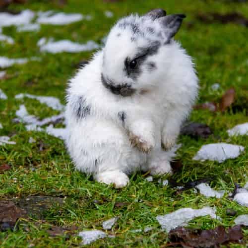 Nettoyer les oreilles de votre lapin