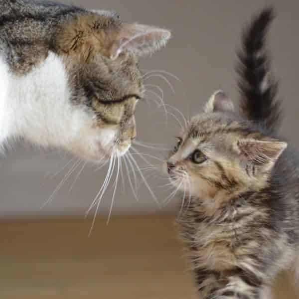 Que faire quand son chat mange les croquettes de son chien ? Le blog des Animaux