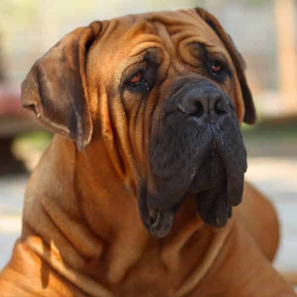 Mastiff