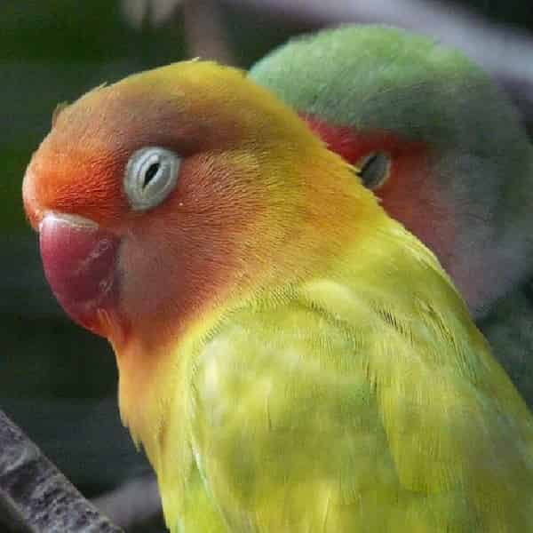 Tout savoir sur les oiseaux inséparables