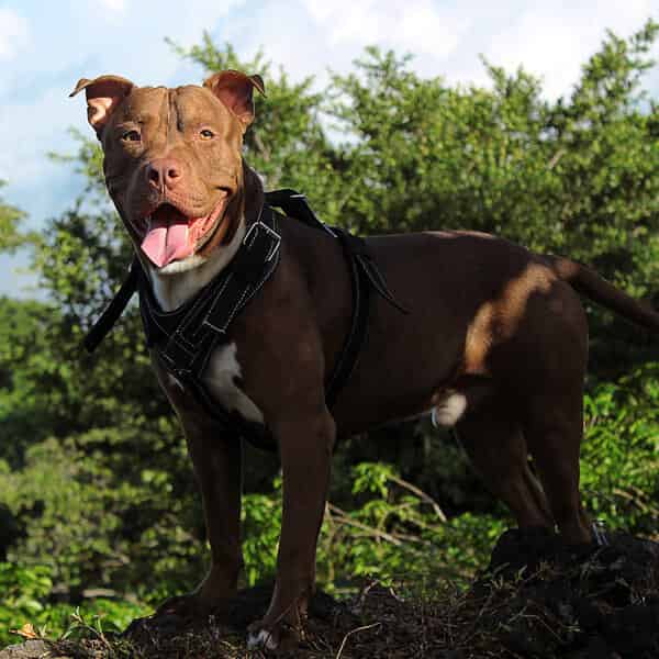 American Pitbull Terrier