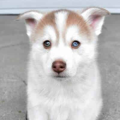 Pomsky blanc