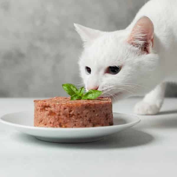 Comment conserver les aliments de mon chien ou de mon chat ? - WanimoVéto