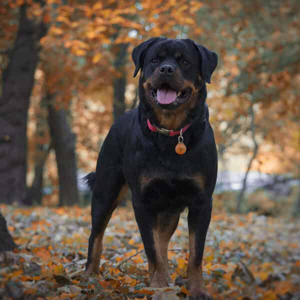 Rottweiler