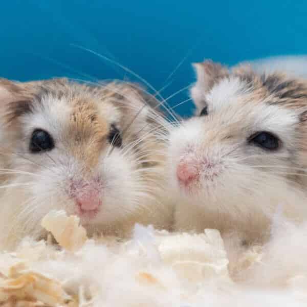 Les précautions à prendre pour un hamster en hibernation ! Le Blog des Animaux