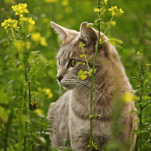 Tout Savoir Sur Le Vomissement Du Chat Et Comment Reagir La Ferme Des Animaux