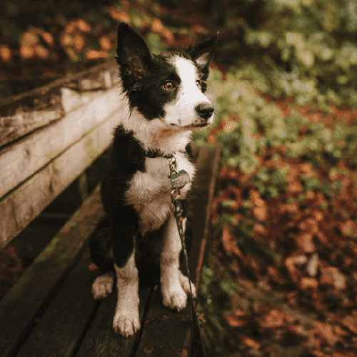 prévenir les risques d'entorse chez le chien