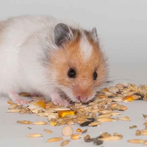 De quelle quantité de nourriture mon hamster a-t-il besoin