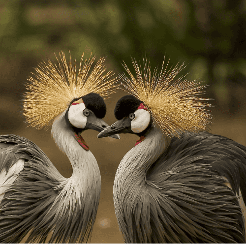 La reproduction chez les oiseaux