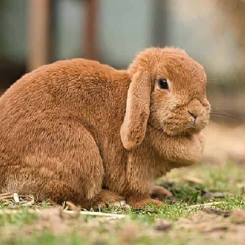 Lapin Nain Angora : tout savoir sur lui ! - Blog